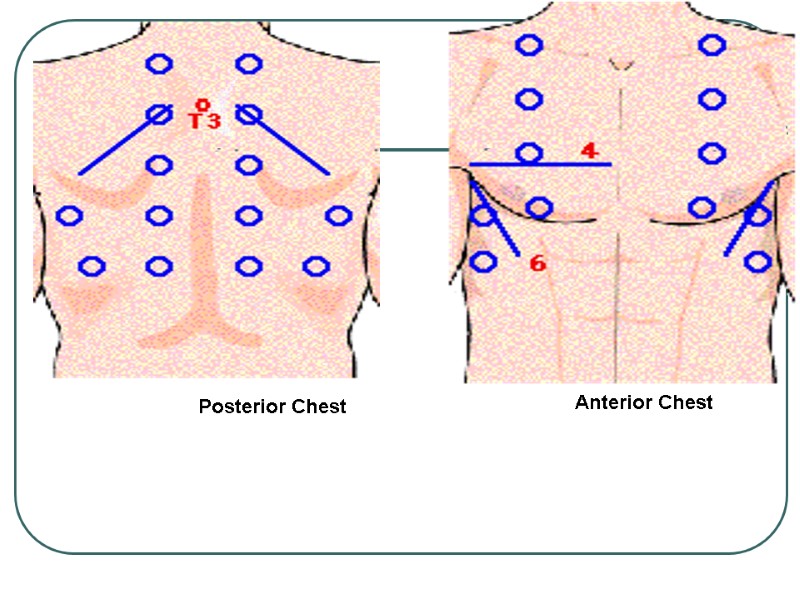 Posterior Chest  Anterior Chest